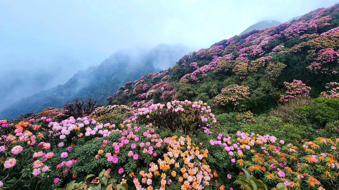 Mốc 2.500m trên cung trekking Putaleng được mệnh danh là thủ phủ hoa đỗ quyên của Tây Bắc