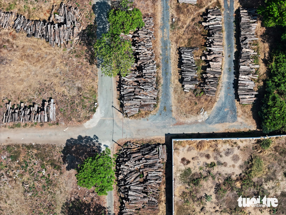 Toàn cảnh bãi tập kết gỗ từ việc đốn hạ cây xanh ở TP.HCM - Ảnh: LÊ PHAN