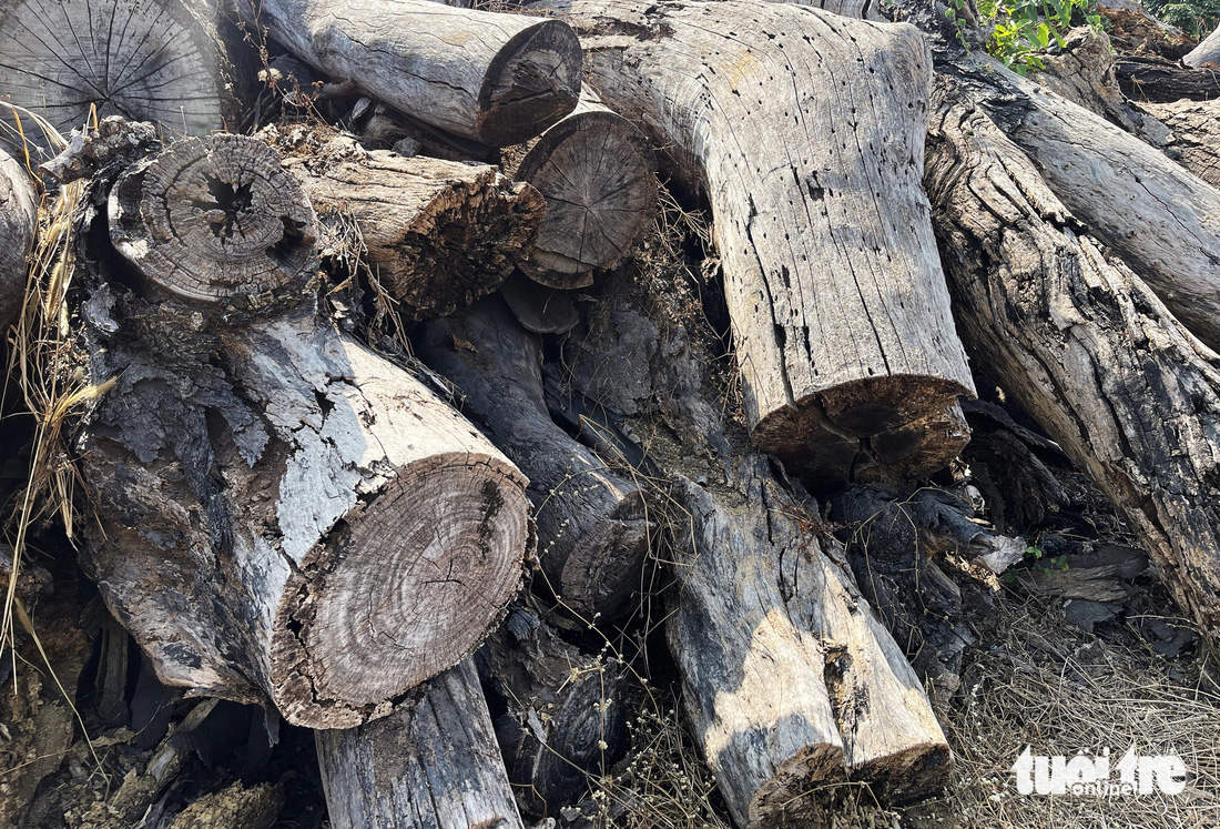 Hiện trạng gỗ chờ đấu giá đã hư hại phần lớn - Ảnh: ĐỨC PHÚ