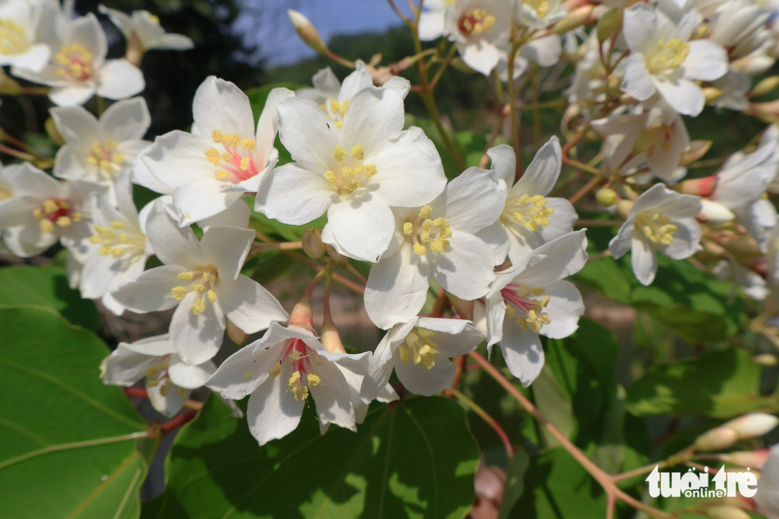 Hoa trẩu nở trắng - Ảnh: LÊ TRUNG