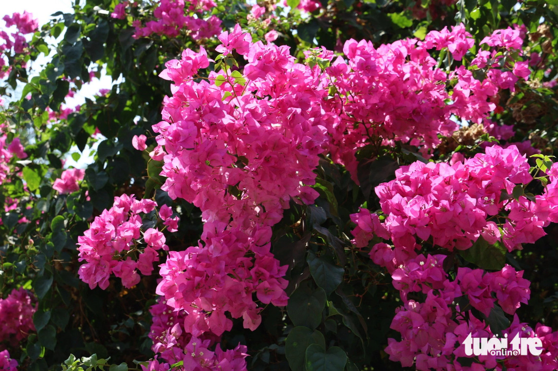 Hoa giấy dưới tiết trời nhiều nắng lại càng cho hoa có màu rực rỡ - Ảnh: KHẮC HIẾU