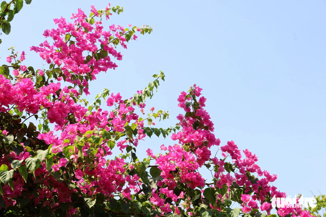 Hoa giấy tím hồng khoe sắc rực rỡ dưới ánh nắng tháng 3, tháng 4 - Ảnh: NGỌC QUÝ
