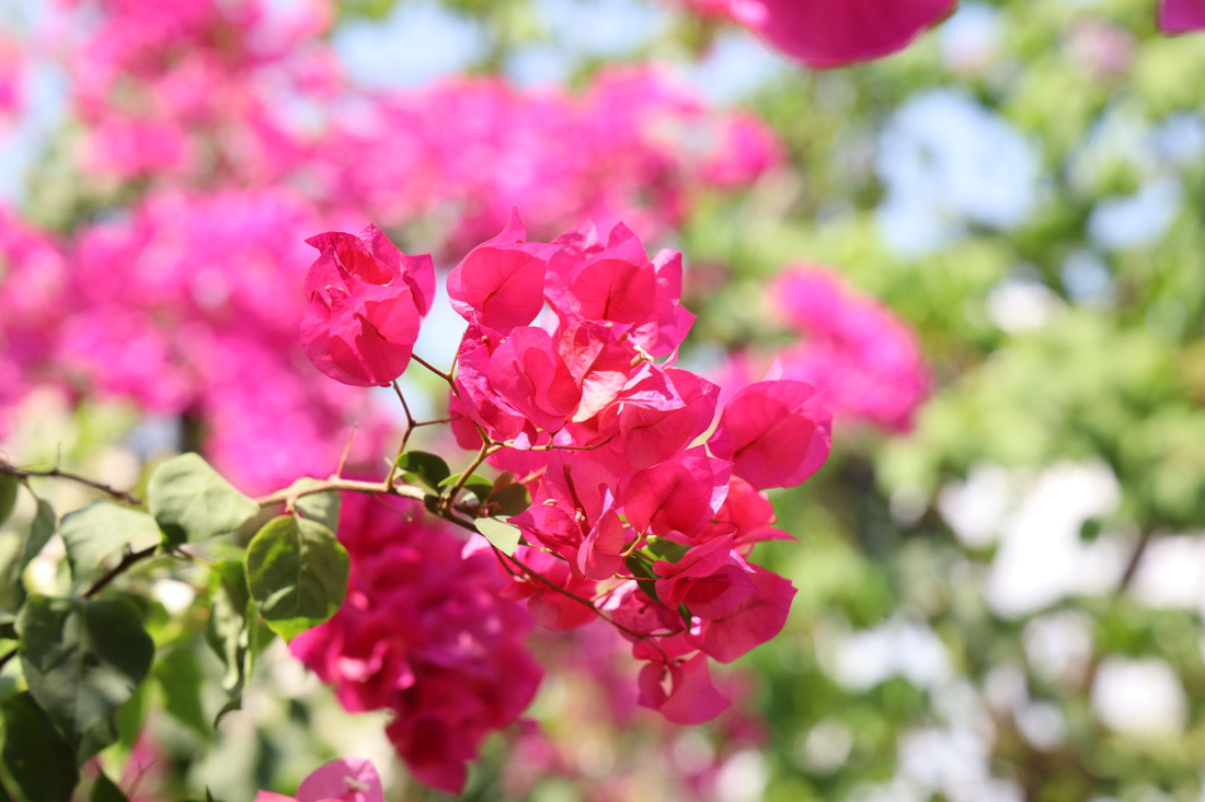 Cây hoa giấy phát triển tốt giữa thời tiết nắng nóng - Ảnh: KHẮC HIẾU