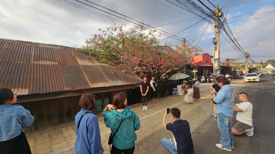 Hoa báo xuân mai anh đào đến nay vẫn còn nở tại Đà Lạt. Trong ảnh: Du khách chụp ảnh với hoa đào trên đường Nguyễn Công Trứ