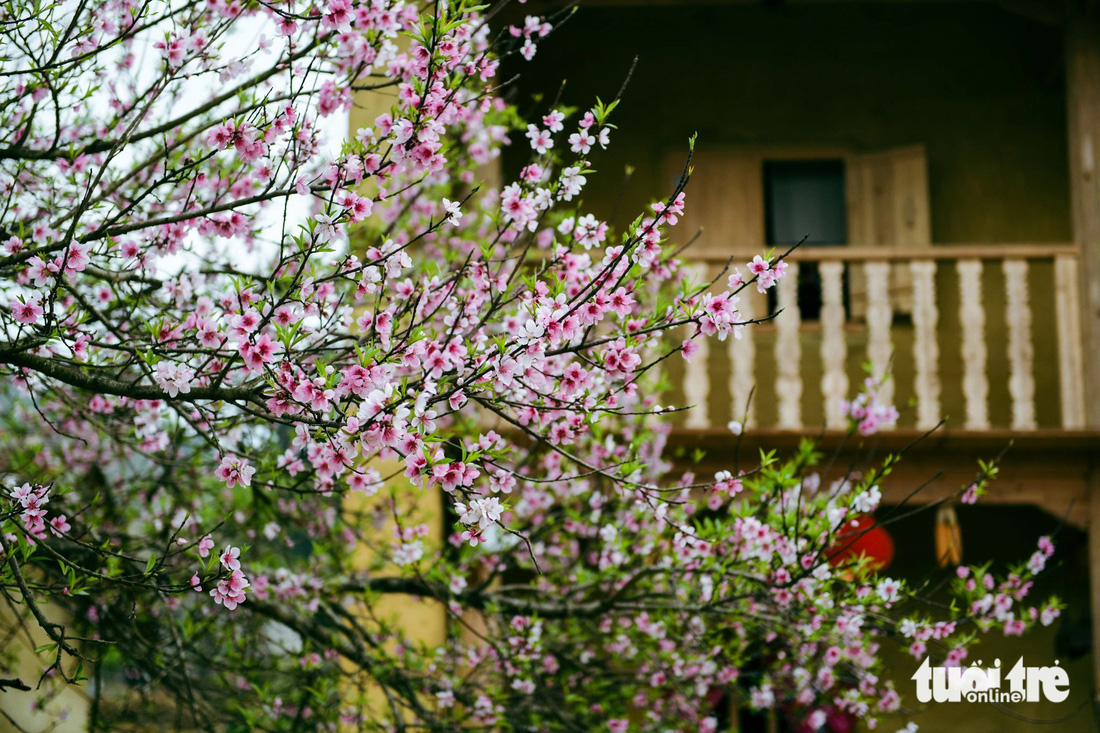 Nhà nào trồng một cây hoa đào trước nhà