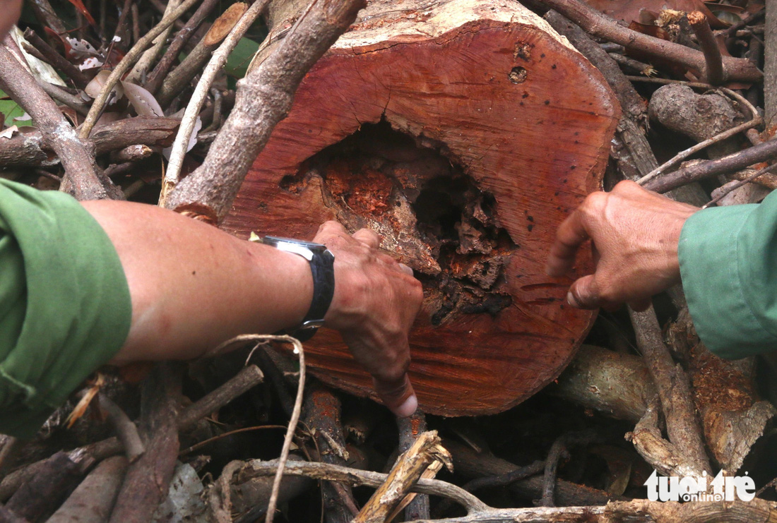 Cây rừng tại tiểu khu 344 (xã Hòa Tâm, thị xã Đông Hòa) bị người dân chặt phá để tìm trầm hương - Ảnh: NGUYỄN HOÀNG