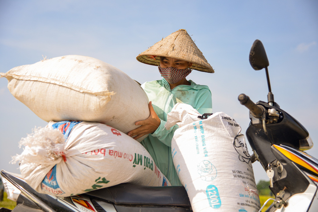 Nông dân thu gọn lúa sau khi thu hoạch tại một cánh đồng lớn gần Hà Nội - Ảnh: GIA ĐOÀN