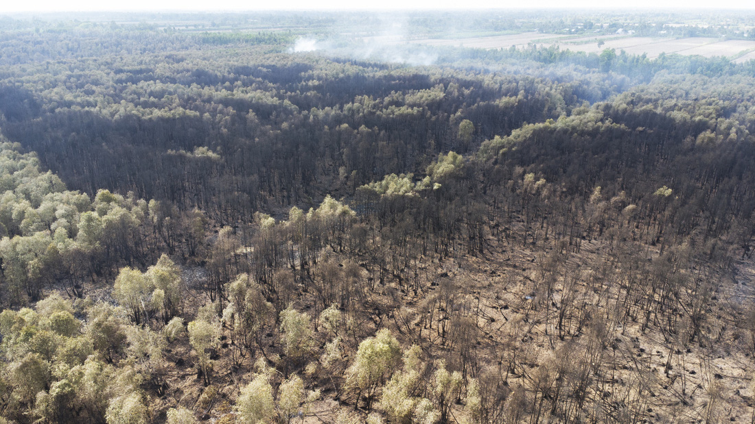 Đám cháy đã làm thiệt hại hơn 40ha rừng trồng hơn 4 năm tuổi - Ảnh: THANH HUYỀN