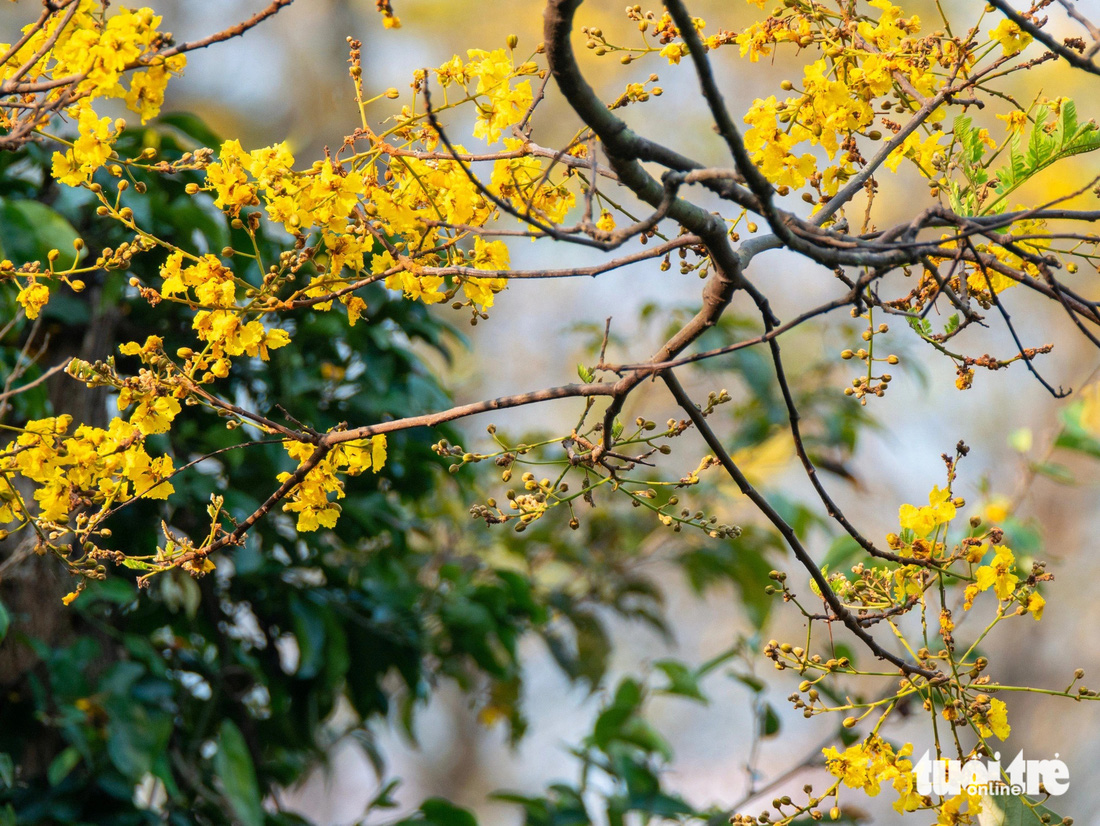 Hoa lim xẹt có 5 cánh, nhụy và cánh hoa đều nhuộm màu vàng ánh - Ảnh: TRẦN MINH TRÍ