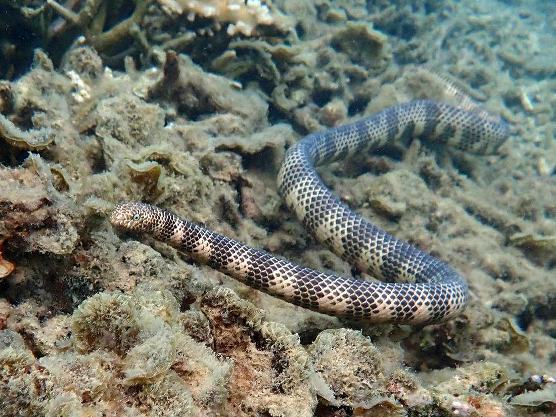 Rắn biển Dubois, loại rắn biển độc nhất thế giới