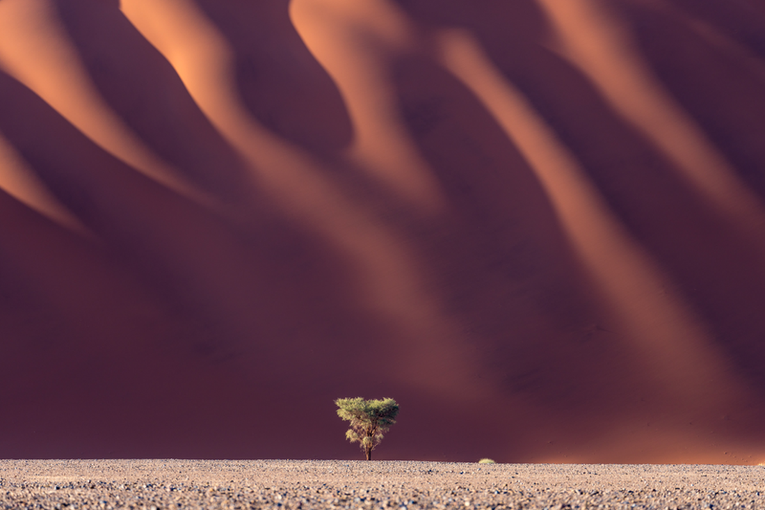 Một cây gai lạc đà đơn độc giữa cồn cát khổng lồ ở Sossusvlei, Namibia - Ảnh: Barry Crosthwaite, Mỹ