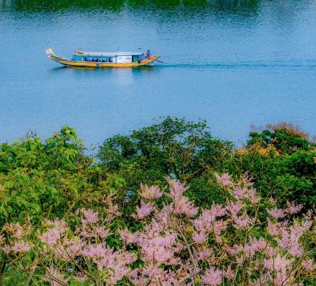 Hoa ngô đồng xứ Huế khoe sắc bên sông Hương - Ảnh: LÊ ĐÌNH HOÀNG