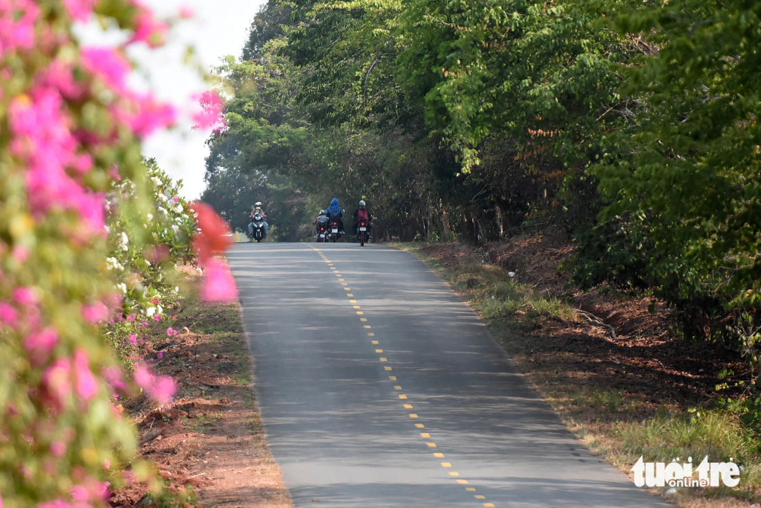 Con đường dài hàng chục cây số xuyên rừng với hàng hoa giấy đỏ rực bên đường