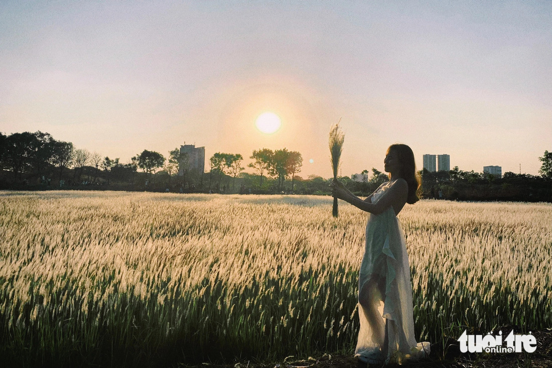 Thiếu nữ tạo dáng bên cánh đồng bông lau dưới ánh chiều - Ảnh: TIẾN QUỐC