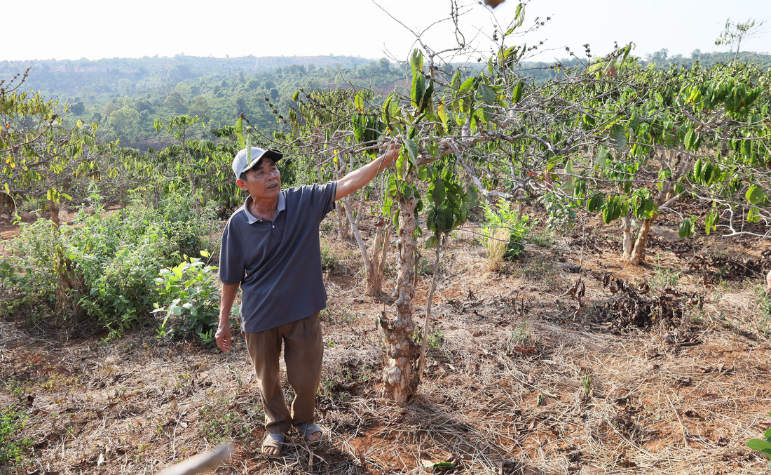 Nhiều diện tích cà phê ở thị xã Buôn Hồ, huyện Krông Búk, Krông Năng của Đắk Lắk đang đứng trước nguy cơ thiếu nước, chết cây khi giá cà phê nhân sô hiện đã đạt ngưỡng 122.000 đồng/kg - Ảnh: TÂM AN