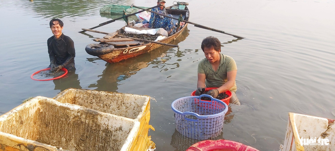 Ngư dân bắt bờm bợp trên sông Hàn 