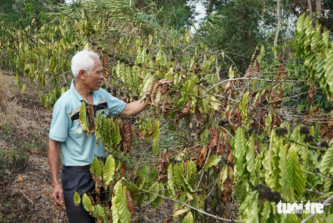 700 gốc cà phê khô héo của ông Nguyễn Khắc Chinh, thôn Đắc Thọ, xã Đắk Lao, Đắk Mil, không có nước tưới
