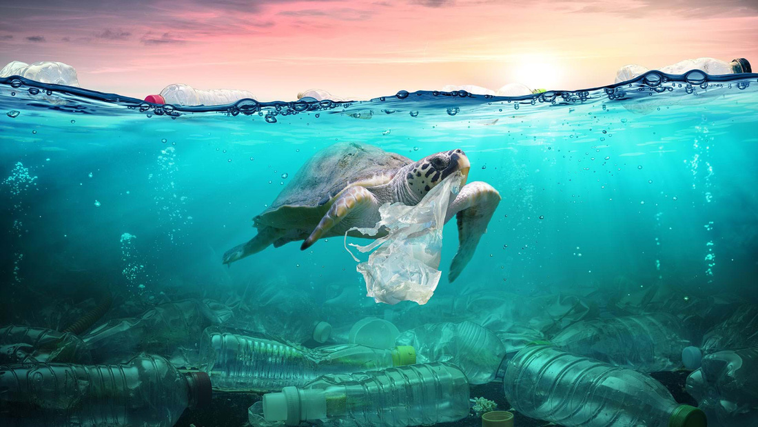 Nhiều sinh vật biển bị ảnh hưởng cuộc sống bởi rác thải nhựa - Ảnh: ALAMY