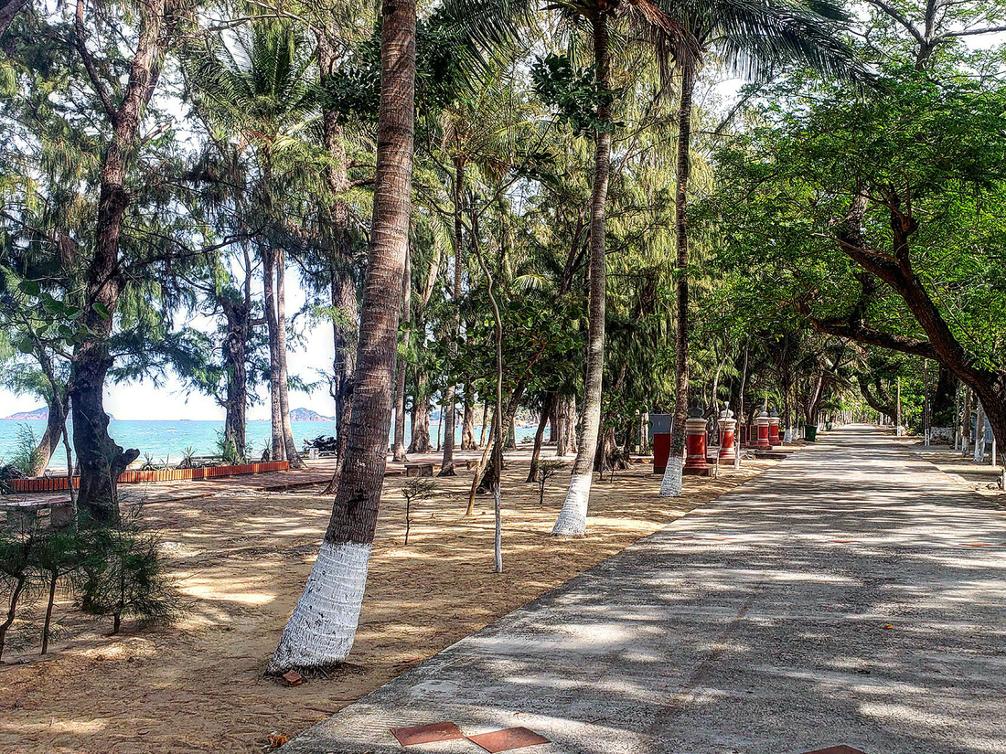 صفوف من الأشجار الخضراء على شاطئ كوي هوا - الصورة: QUAN NAM