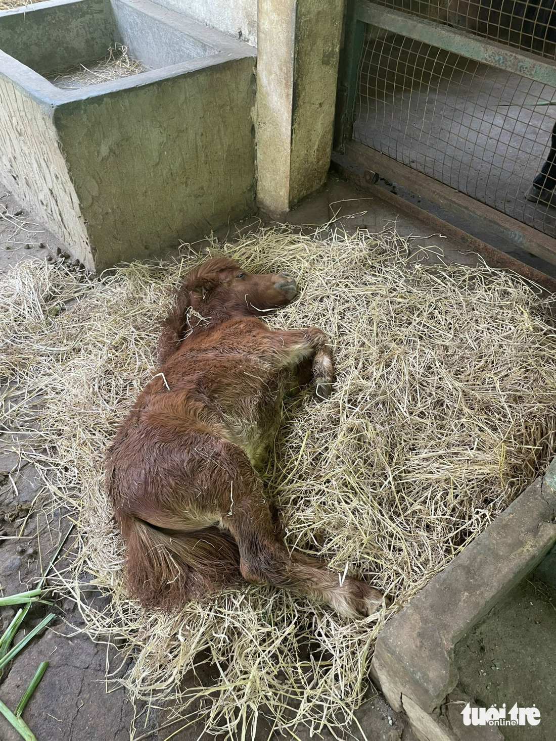 Ngựa lùn Vú Sữa mới được sinh tại Thảo cầm viên Sài Gòn - Ảnh: TRUNG TRỰC