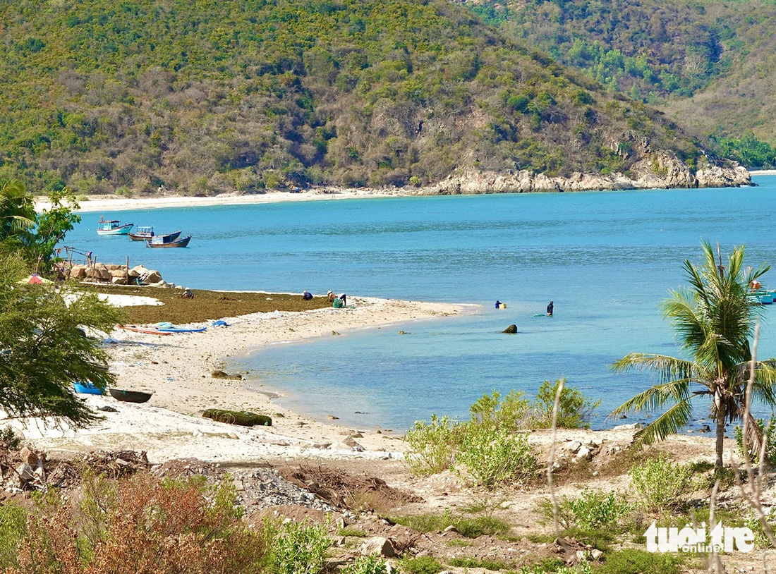 Những người nuôi và phơi rong sụn trên bãi biển Ninh Vân. Tại vùng biển này, người dân sống bằng ngư nghiệp, nông nghiệp và bây giờ manh nha những dịch vụ phục vụ du khách, hứa hẹn sẽ trở thành một điểm hút khách trong thời gian tới