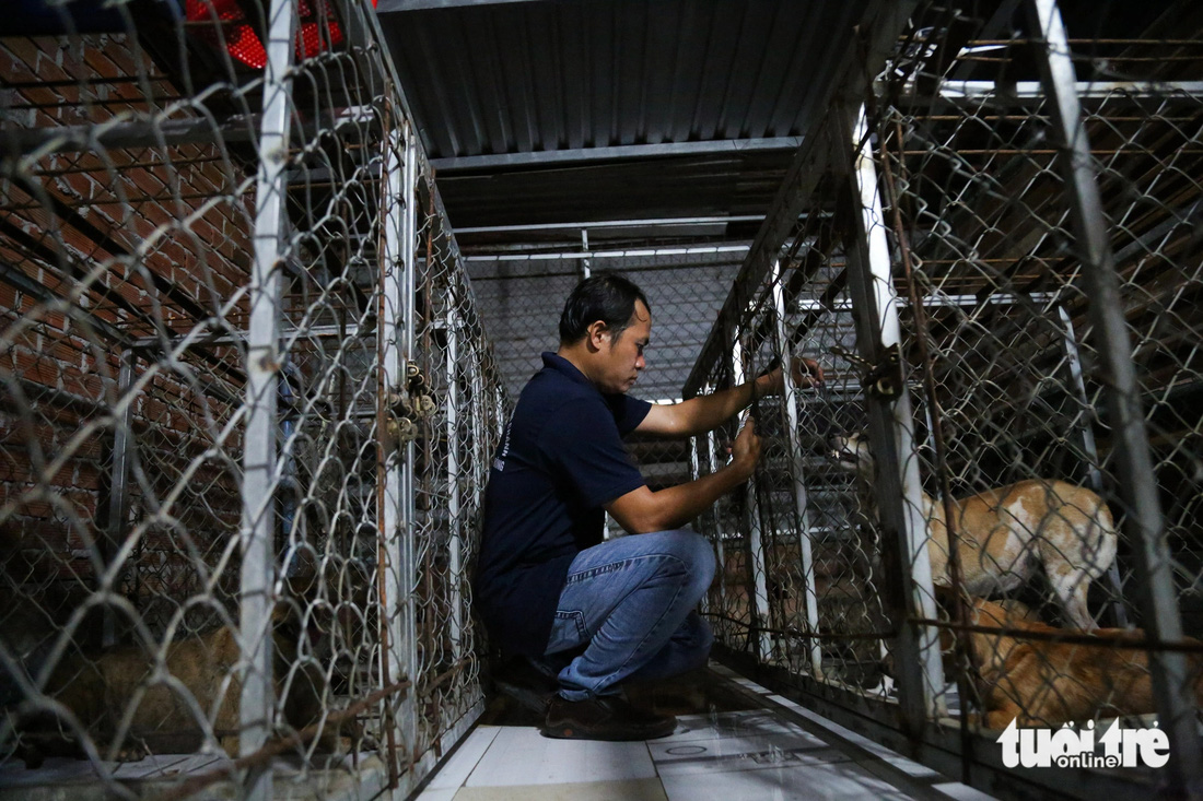 Chó bị bắt sẽ được nhốt trong lồng sắt, được cho ăn uống. Sau 48 giờ, nếu chó không có người đến nhận sẽ giao cho trường trung cấp nông nghiệp, đơn vị thú y để nghiên cứu khoa học, xử lý theo quy định