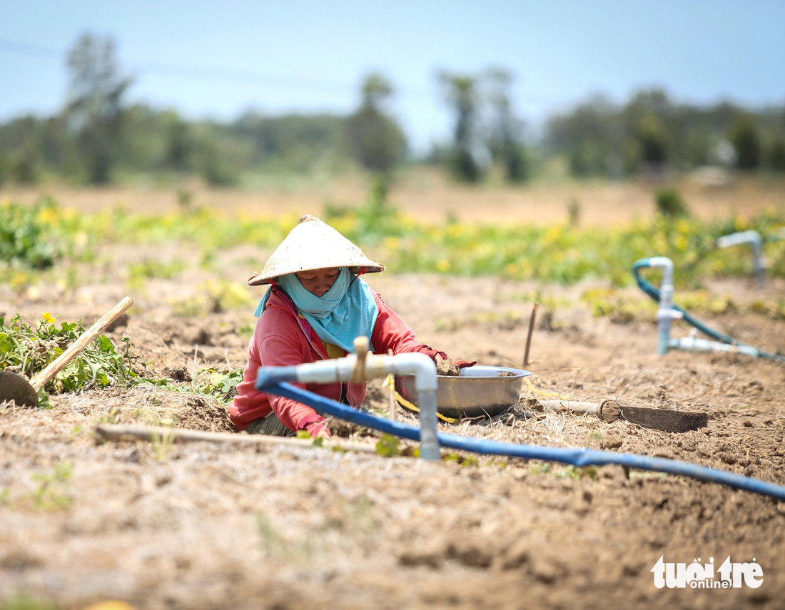 Thiếu nước, nông dân làm ruộng hoa màu ven kênh Ông Khánh (huyện Gò Công Đông, Tiền Giang) cấy đất chờ nguồn nước cho mùa vụ tiếp theo