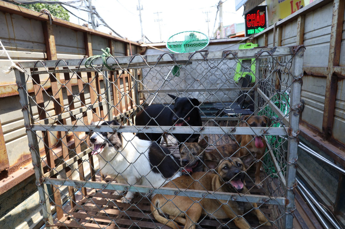 Chỉ trong một buổi sáng đội bắt chó đã bắt được gần 10 con chó thả rông - Ảnh: NGỌC QUÝ
