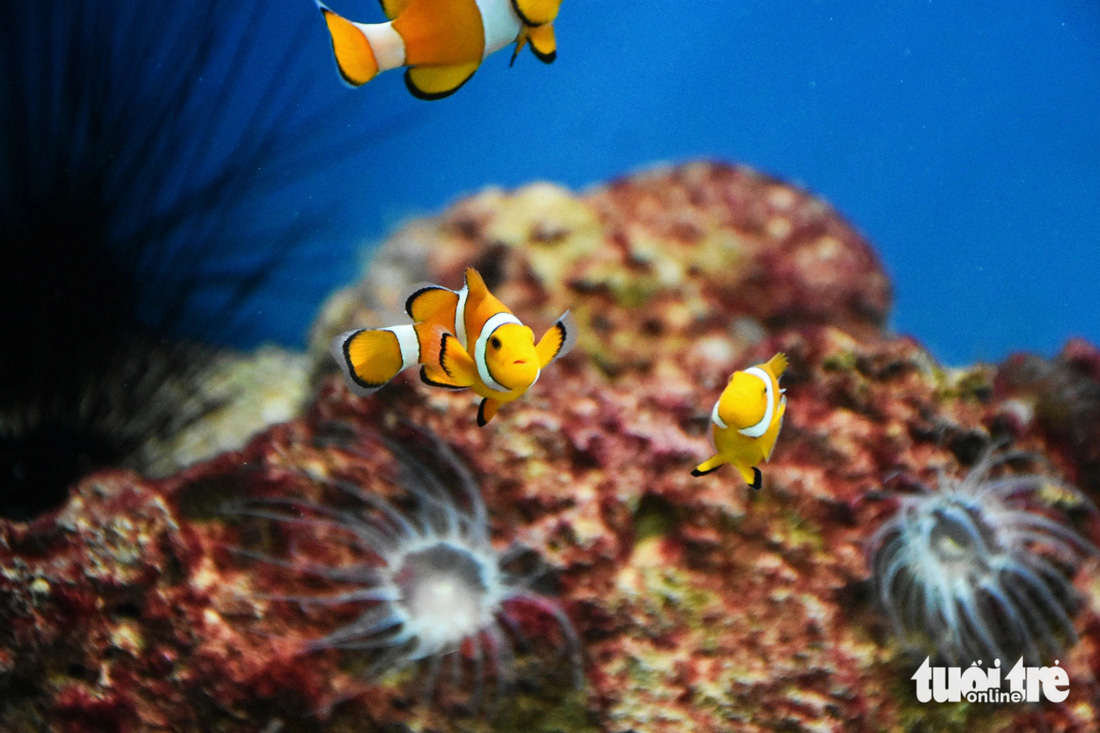 Loài cá khoang hổ Nemo vốn ở vùng biển ngoài khơi quần đảo Trường Sa - Ảnh: TRẦN HOÀI