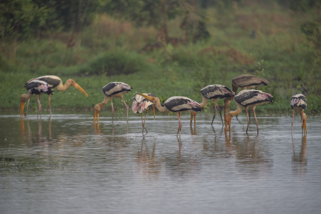 Giải ba thể loại ảnh chụp loài nguy cấp cuộc thi Vietnam Bird Race lần thứ nhất thuộc về tác giả Võ Trọng Tài chụp đàn giang sen