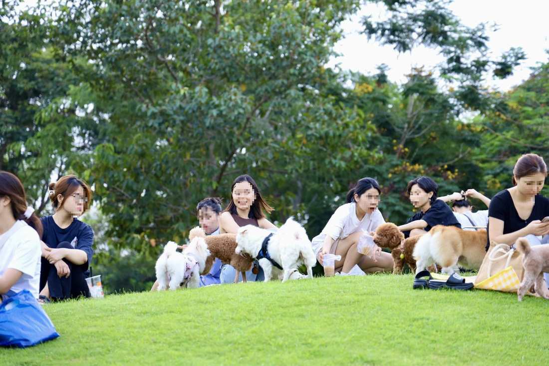 Hàng chục chú chó được chủ nuôi thả rông tại công viên Hồ Bán Nguyệt - Ảnh: NGỌC QUÝ