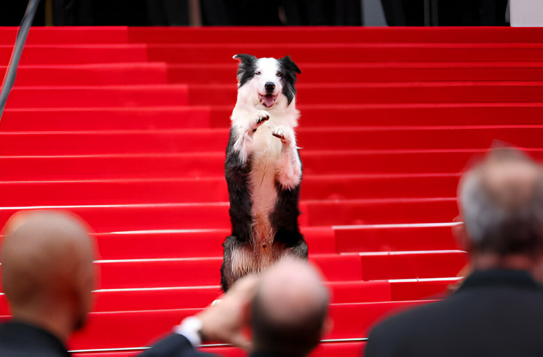 Chú chó Messi tại thảm đỏ Liên hoan phim Cannes, chú xuất hiện dưới vai trò 