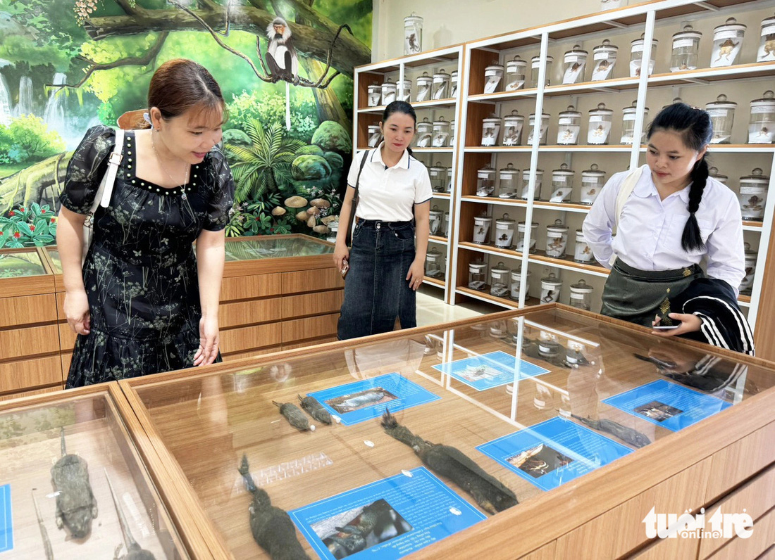 Người dân tham quan Bảo tàng đa dạng sinh học tỉnh Quảng Nam - Ảnh: LÊ TRUNG