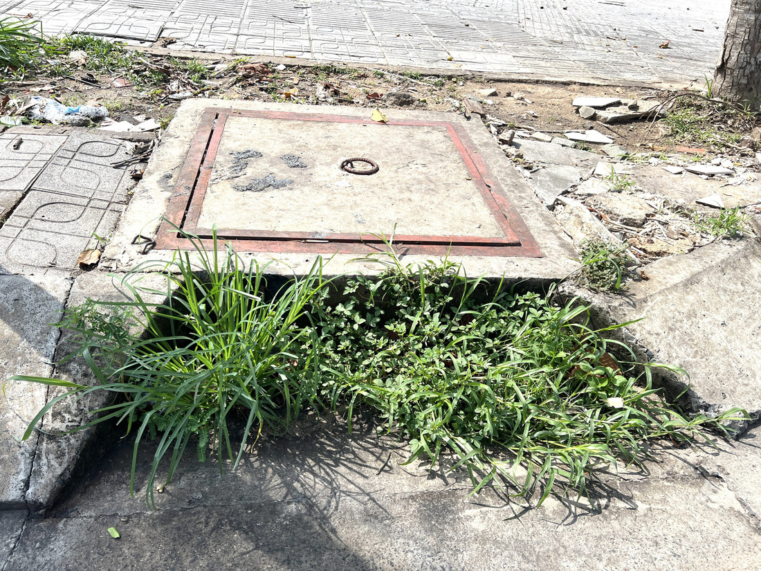 Cỏ mọc um tùm trên miệng cống ở đường số 2, phường Linh Xuân, TP Thủ Đức - Ảnh: XUÂN ĐOÀN