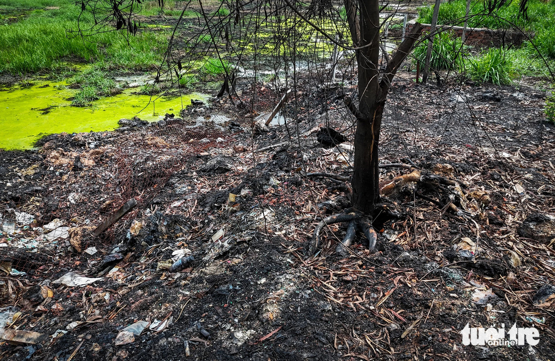 Một gốc cây đã bị cháy sém ở khu vực bãi rác - Ảnh: NGỌC KHẢI
