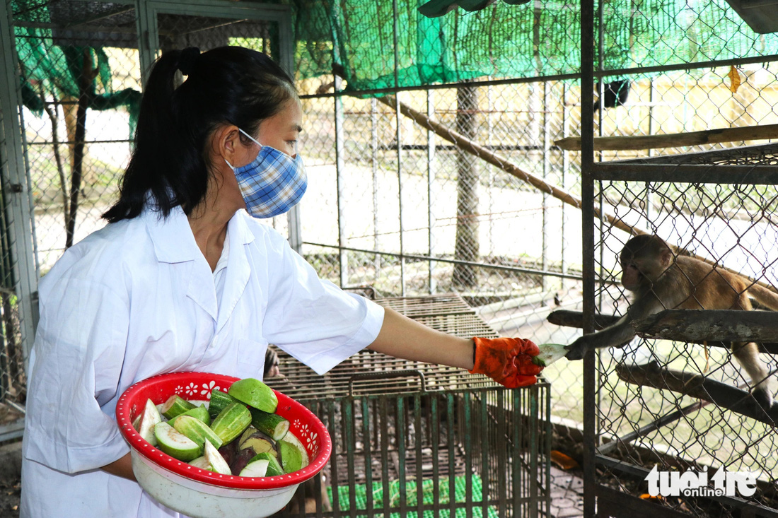 Nhân viên Vườn quốc gia Vũ Quang chăm sóc động vật trước khi thả về rừng - Ảnh: LÊ MINH