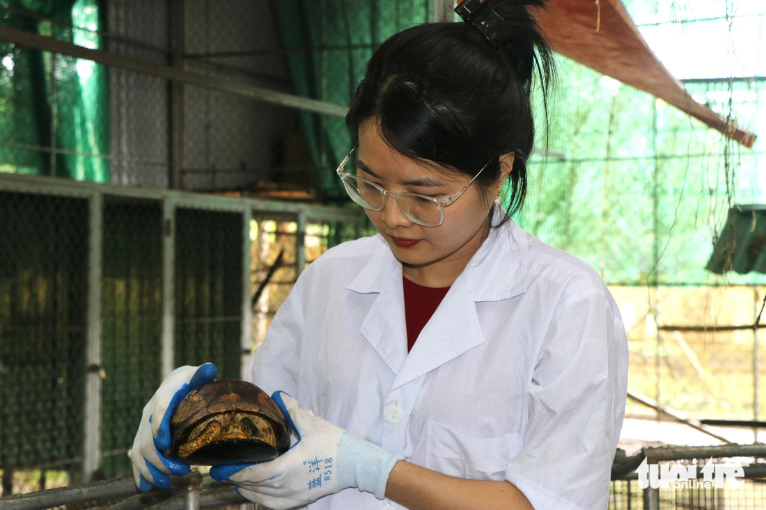 Chị Lê Thị Bảo Ngọc làm công việc chăm sóc động vật tại Vườn quốc gia Vũ Quang đã 6 năm nay - Ảnh: LÊ MINH