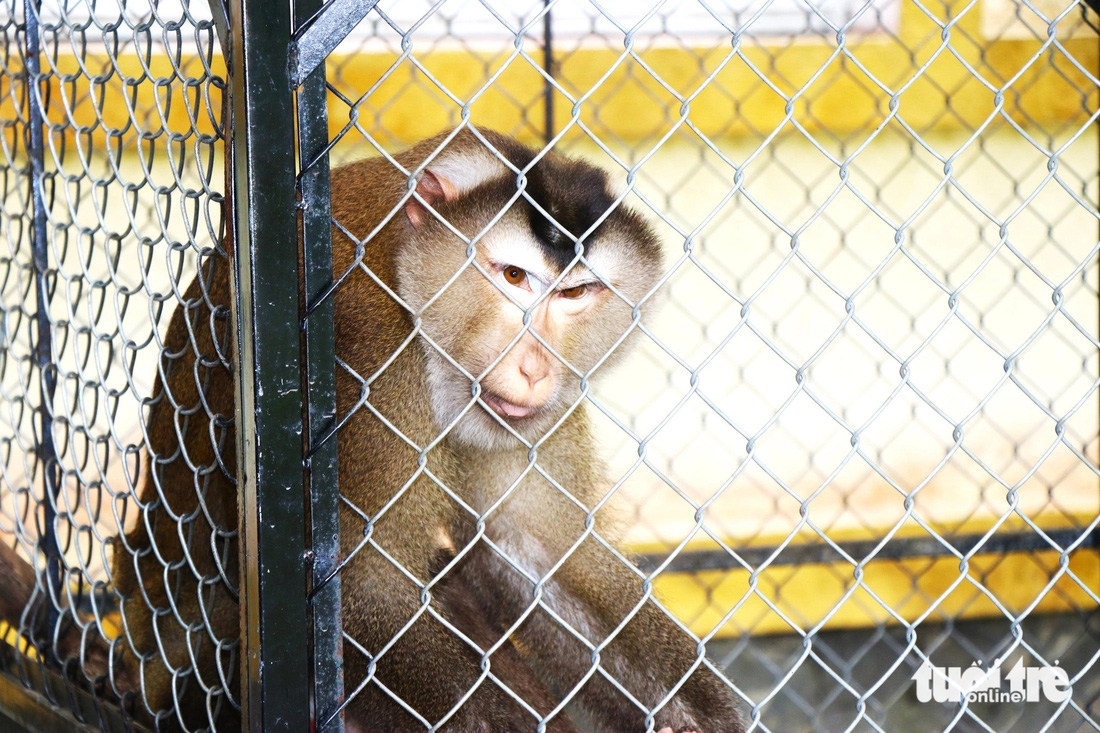 Một con khỉ tại Vườn quốc gia Vũ Quang sắp được thả về môi trường tự nhiên - Ảnh: LÊ MINH