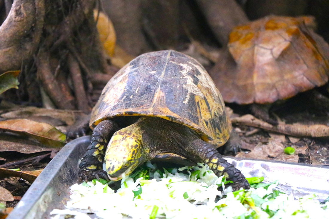 Một con rùa quý hiếm được Vườn quốc gia Vũ Quang tiếp nhận từ lực lượng chức năng - Ảnh: LÊ MINH