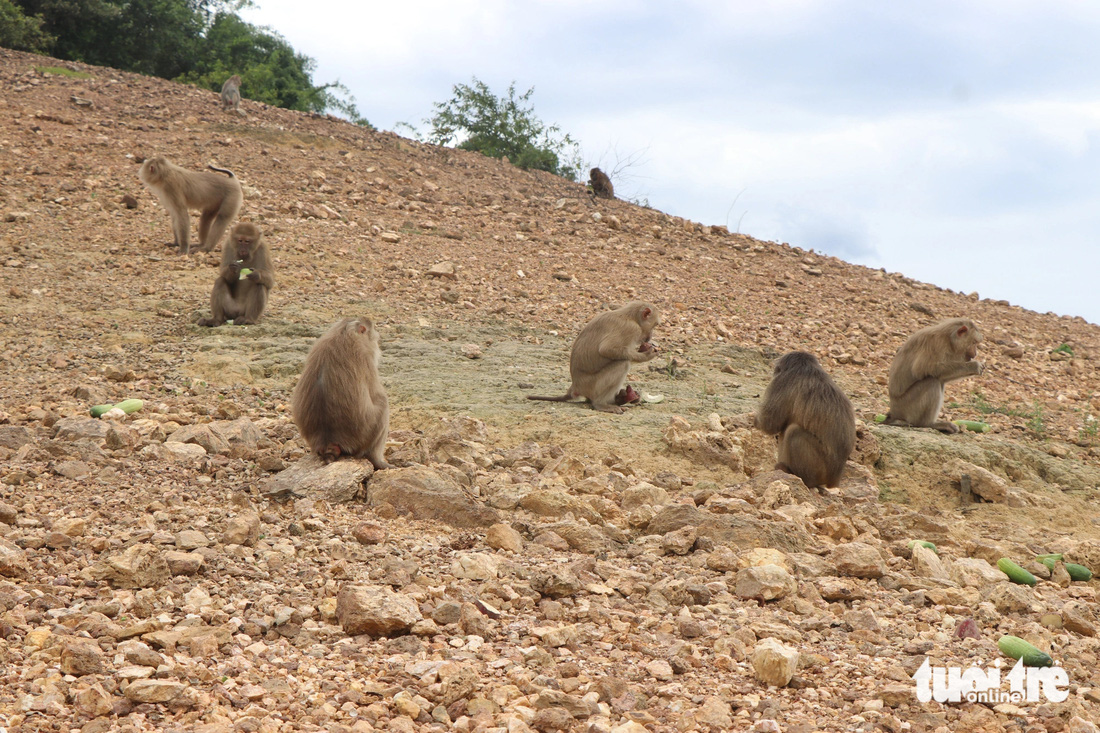 Đảo khỉ tại Vườn quốc gia Vũ Quang - nơi tái thả những con khỉ sau thời gian chăm sóc - Ảnh: LÊ MINH