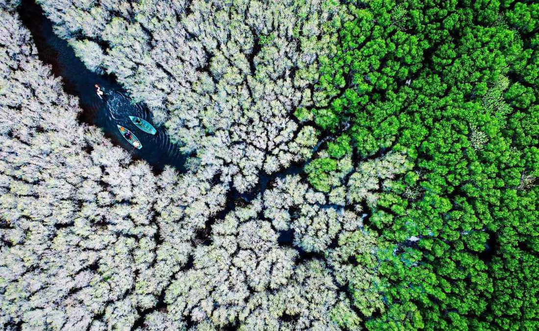 Bức ảnh Rừng ngập mặn Bàu Cá Cái mô tả rừng cóc trắng chuyển từ xanh sang trắng xóa - Ảnh: Alex Cao