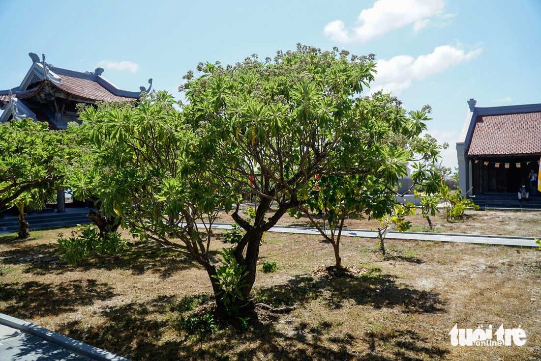 Những cây phong ba được trồng trong sân chùa ở đảo Song Tử Tây vươn mình giữa nắng, gió - Ảnh: NGUYỄN HIỀN