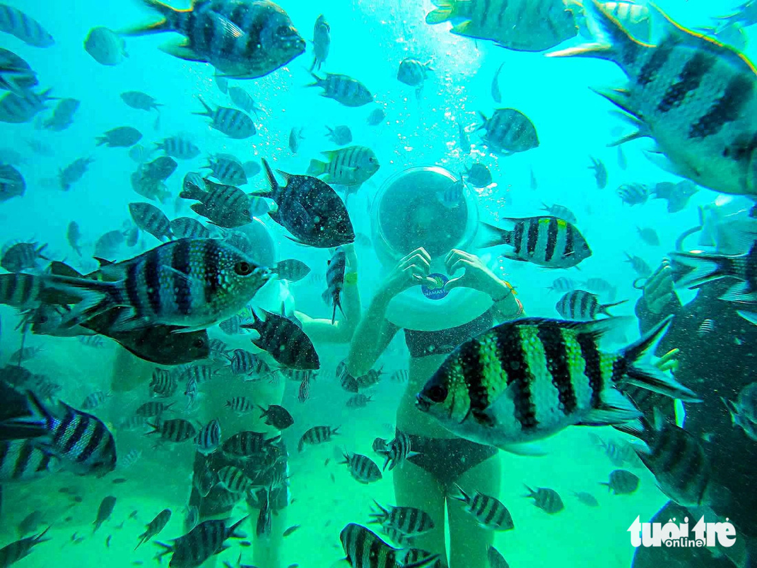 Đàn cá đông đúc, dạn dĩ vây quanh du khách tham quan san hô dưới đáy biển