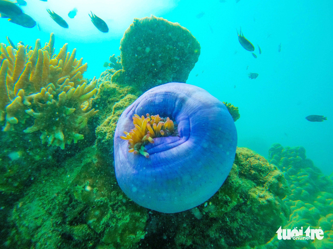 Cá thể hải quỳ “cư ngụ” trên rạn san hô dưới lòng đại dương ở hòn Mây Rút Ngoài