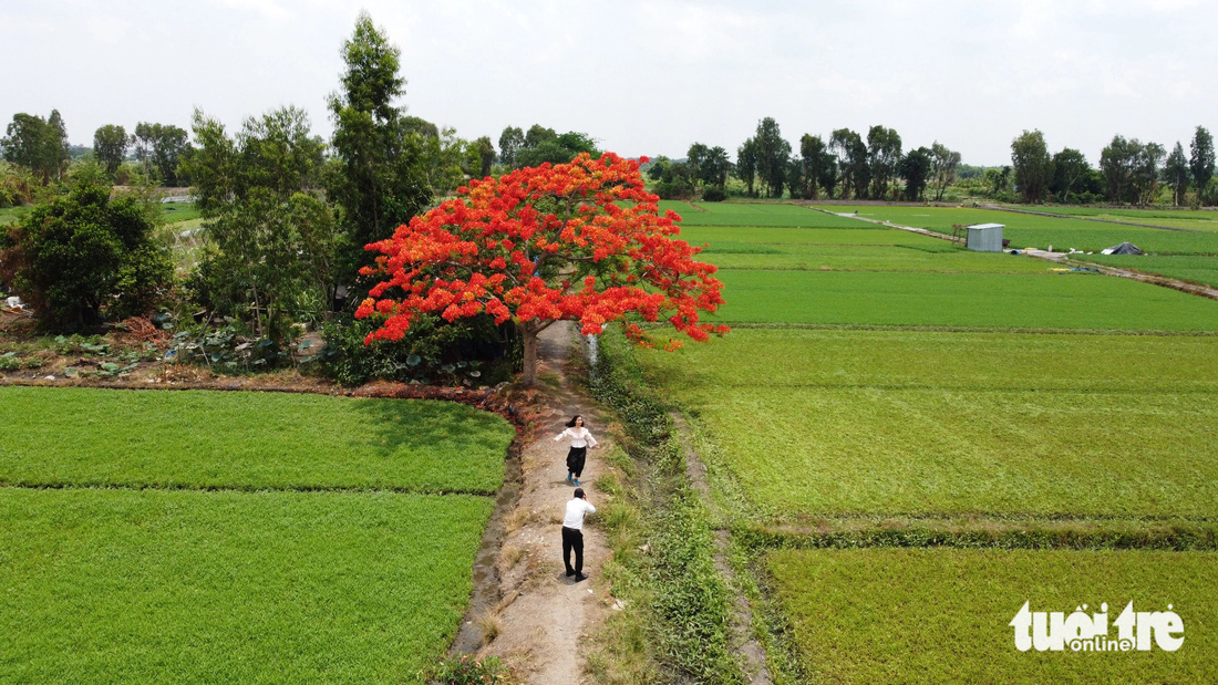 Cây phượng trổ bông đỏ rực nằm giữa cánh đồng rau muống ở phường Thạnh Xuân (quận 12, TP.HCM) thu hút nhiều người đến chụp ảnh - Ảnh: MINH HÒA