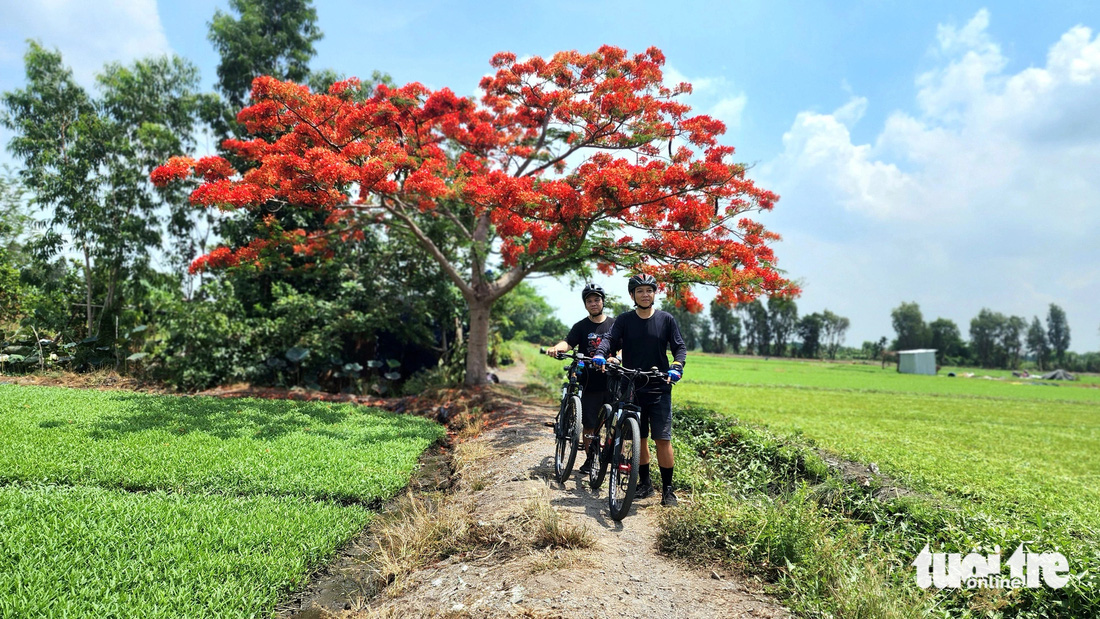 Anh Vòng Gia Hào cùng bạn đạp xe đến chụp ảnh với cây phượng - Ảnh: NGỌC KHẢI