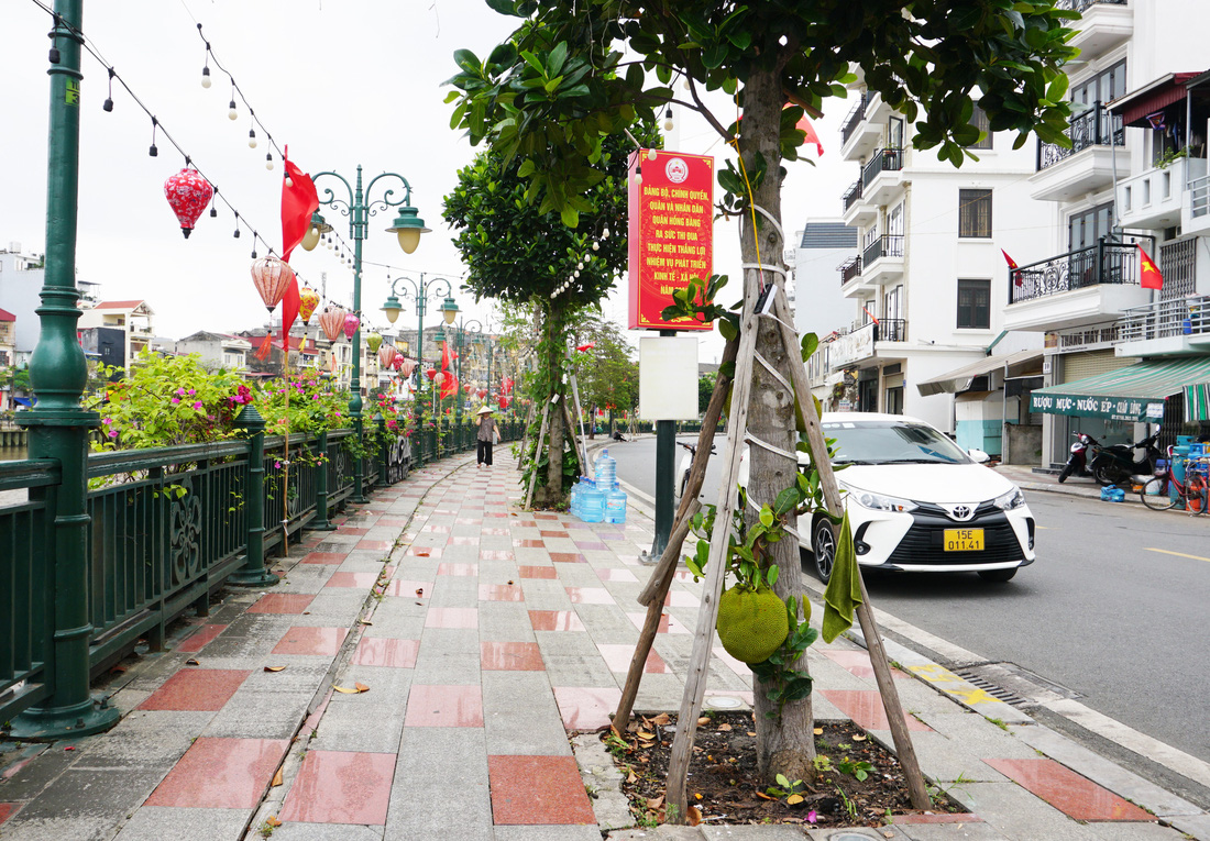 Theo thống kê của Sở Xây dựng Hải Phòng, trên các tuyến phố trung tâm quận của thành phố hiện có khoảng 500 cây mít được trồng theo quy hoạch của thành phố - Ảnh: TIẾN THẮNG
