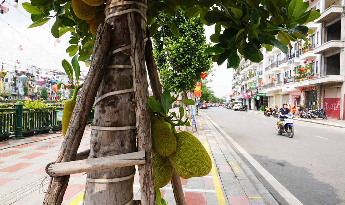 Tuyến phố Thế Lữ, quận Hồng Bàng, TP Hải Phòng được trồng xen kẽ mít với phượng vỹ - Ảnh: TIẾN THẮNG 