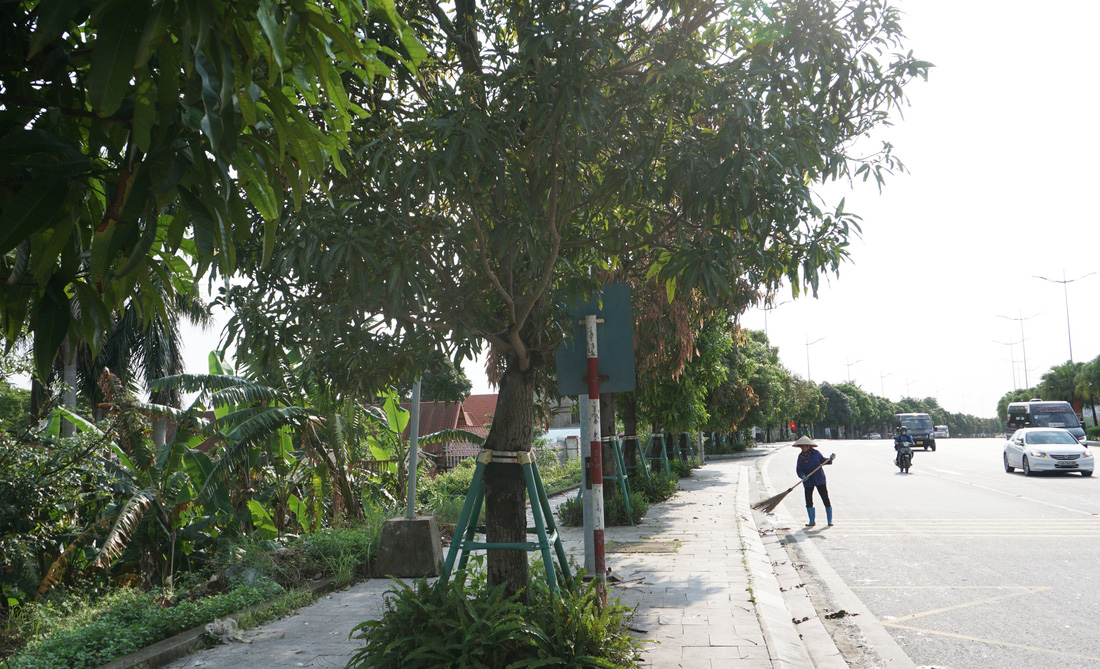 Hàng trăm cây xoài được trồng dọc hai bên tuyến đường 10 làn của TP Hạ Long, tỉnh Quảng Ninh từ năm 2018 đang phát triển tốt - Ảnh: TIẾN THẮNG