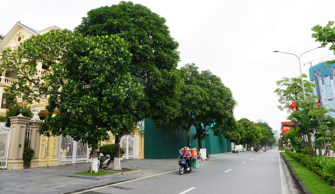Mít và xoài được trồng dọc tuyến phố trung tâm Lê Hồng Phong của Hải Phòng phát triển xanh tốt - Ảnh: TIẾN THẮNG